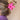 Felroze bloem haarclip voor dames in blonde knot